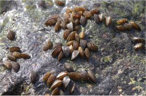 Zebra mussels