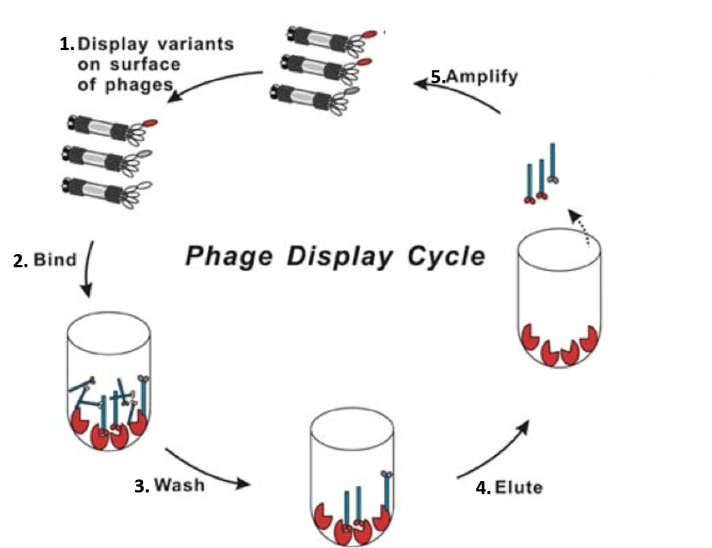 bacteriophage display.png