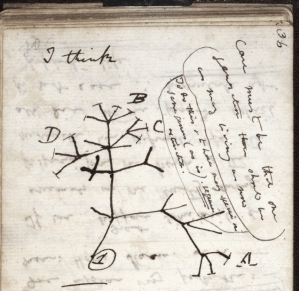Darwin_Tree_1837