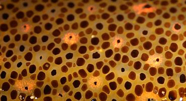 370px-chromatophores