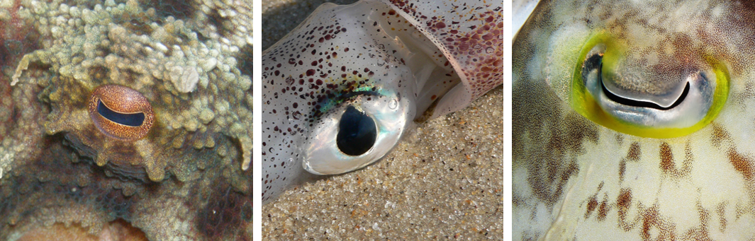 cephalopod eye