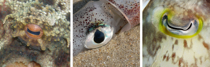 cephalopod eye