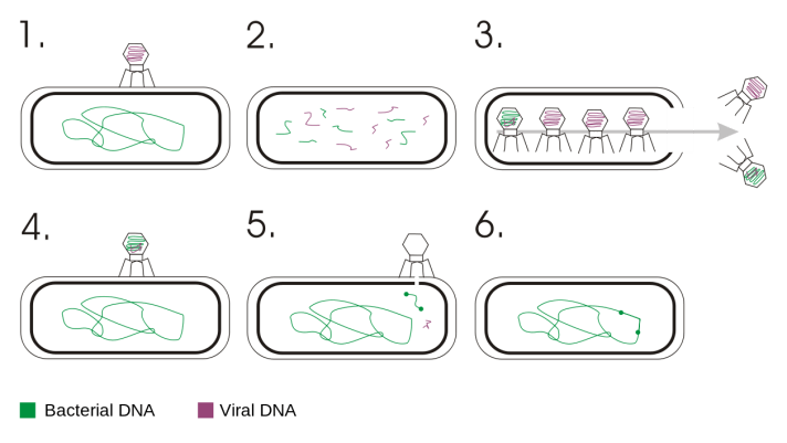 virus2
