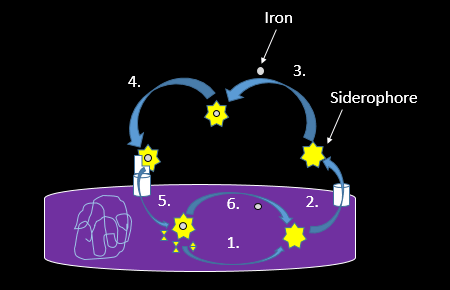 siderophores-schematic