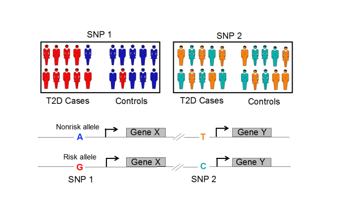 gwas