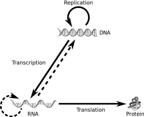 1259px-central_dogma_of_molecular_biology-svg