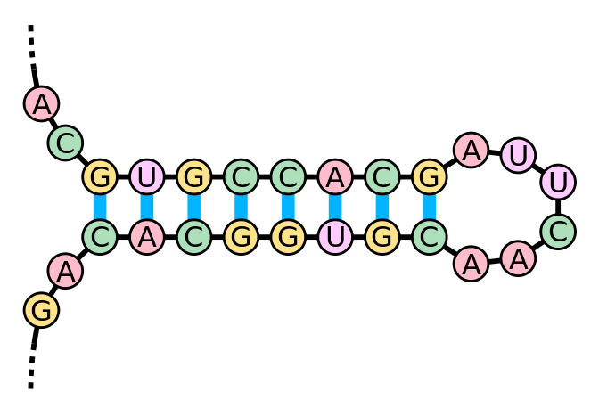 672px-Stem-loop.svg