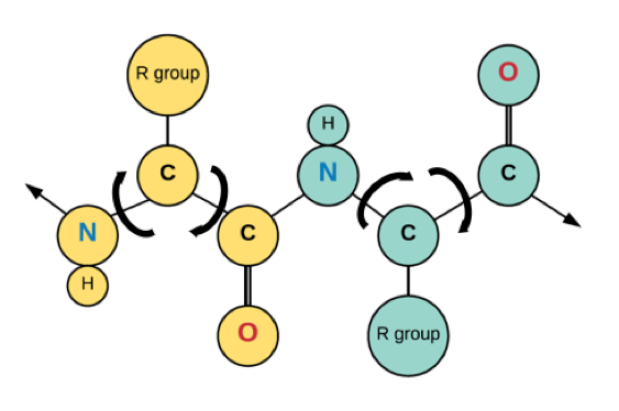 Protein1