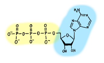 Fig4