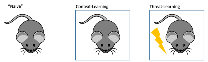 MeMemory-fig1.png