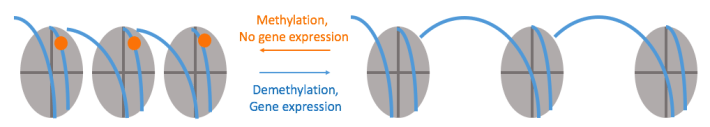MeMemory-fig2.png