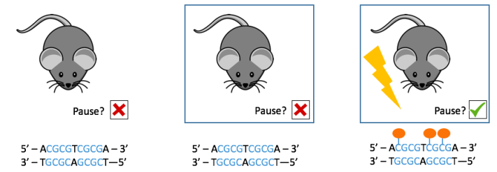 MeMemory-fig3.png