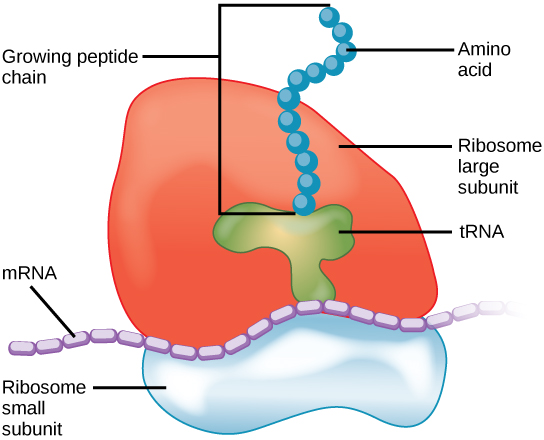 Ribosome_Translation
