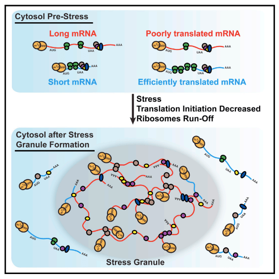stressRNA