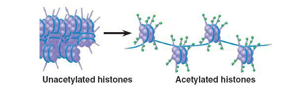 19_04HistoneModification