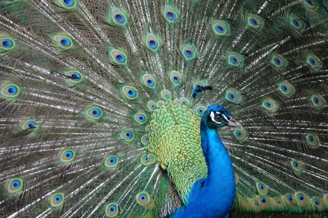 peacock