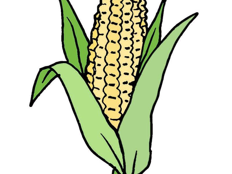 Fighting in the Fields: Plant Immunity, Crop Diseases and the Battle to Feed the World